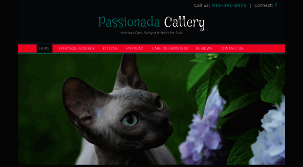 passionada-cattery.com