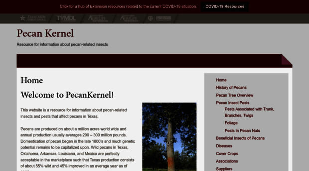 pecankernel.tamu.edu