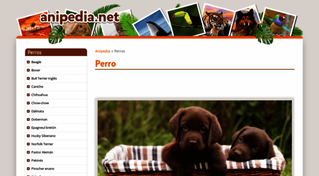 perros.anipedia.net