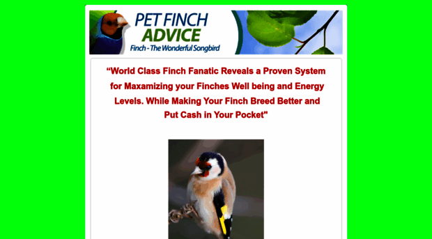 petfinchadvice.com