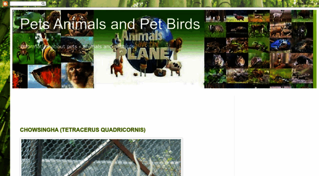 petsanimals-petbird.blogspot.com