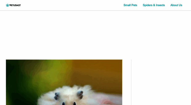 petusiast.com