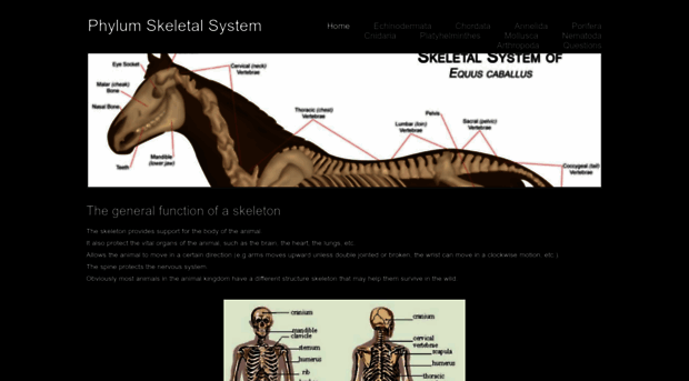 phylumskeletalsystem.weebly.com