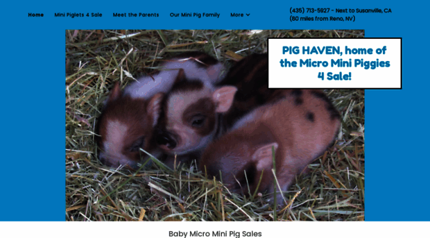 pighaven.com