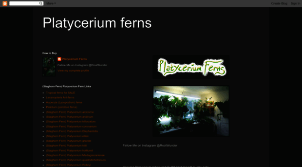 platyceriumferns.com