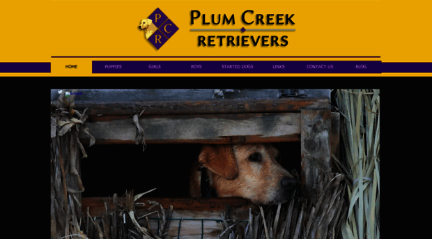 plumcreekretrievers.com