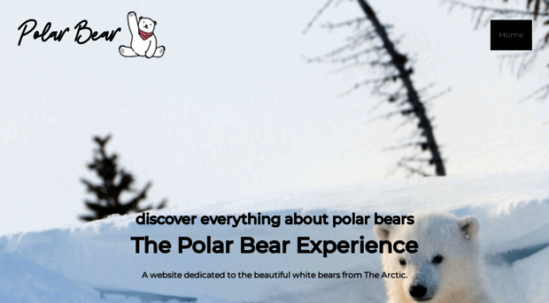 polarbear-experience.com