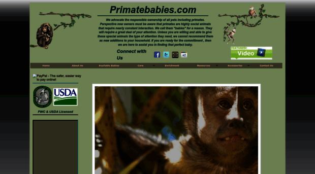 primatebabies.com