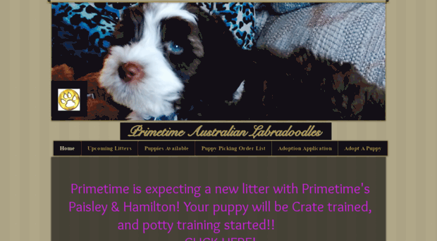 primetimeaustralianlabradoodles.com