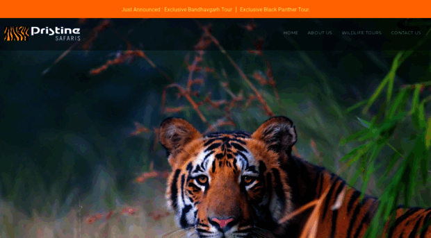 pristinesafaris.com