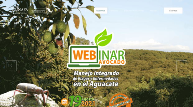 productoresdeaguacate.com