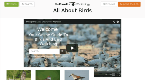 prototype.allaboutbirds.org