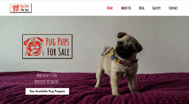 pugpupsforsale.com