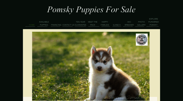 purebredpomsky.com