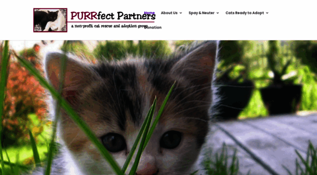 purrfectpartners4cats.com