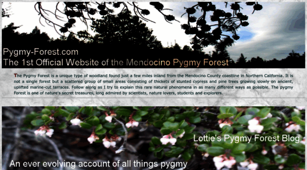 pygmy-forest.com