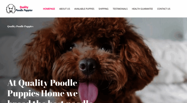 qualitypoodlepuppies.com