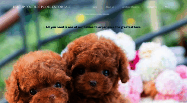 qualitytoypoodle.com