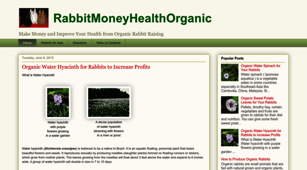 rabbitmoneyhealthorganic.blogspot.com