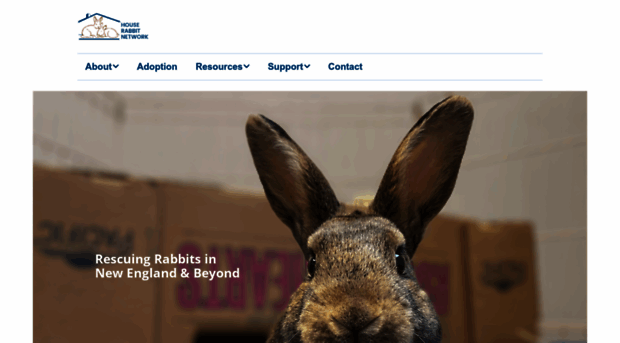 rabbitnetwork.org