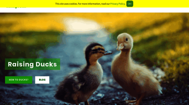 raising-ducks.com