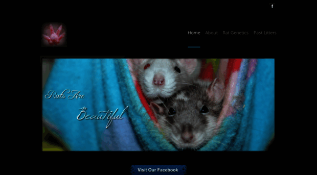 ratsarebeautiful.weebly.com