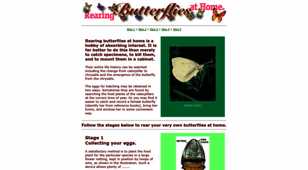 rearing-butterflies.com