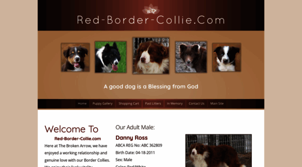 red-border-collie.com