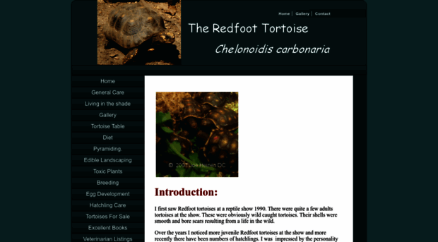 redfoottortoise.com