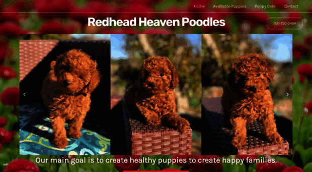 redheadheavenpoodles.com