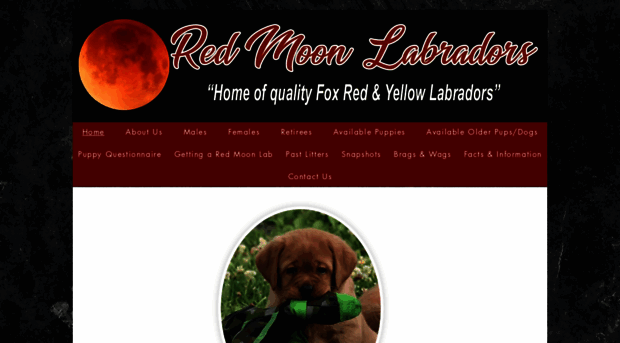 redmoonlabradors.com