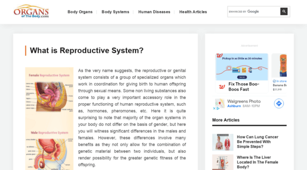 reproductivesystem.organsofthebody.com