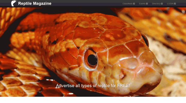 reptiletrader.co.uk