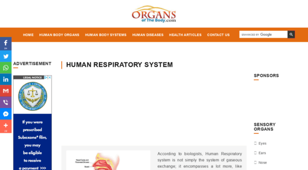 respiratorysystem.organsofthebody.com