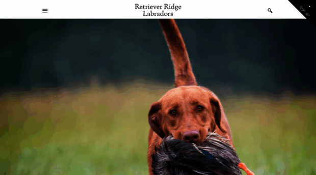 retrieverridgelabradors.com