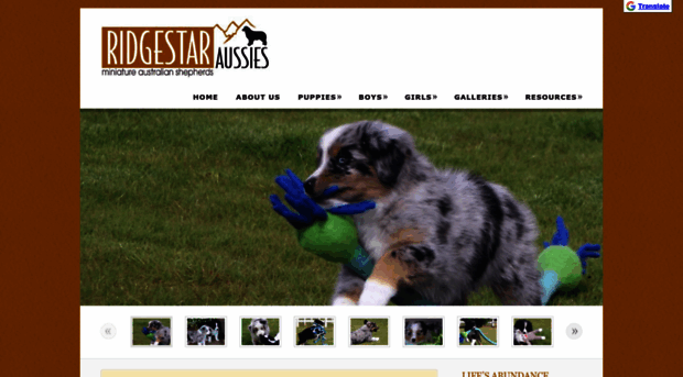 ridgestaraussies.com