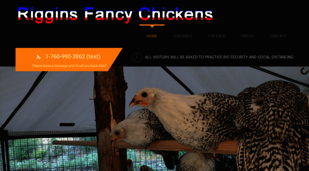 rigginsfancychickens.com