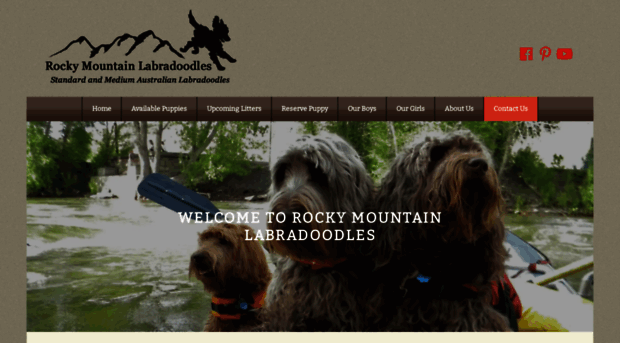 rockymtnlabradoodles.com