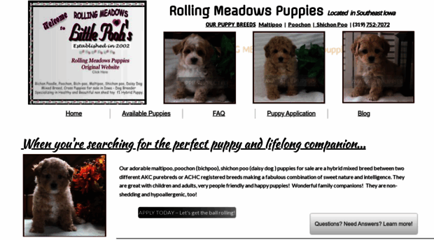 rollingmeadowspuppiesonline.com