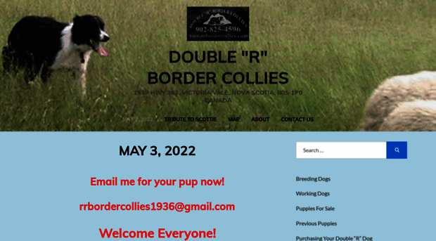 rrbordercollies.com