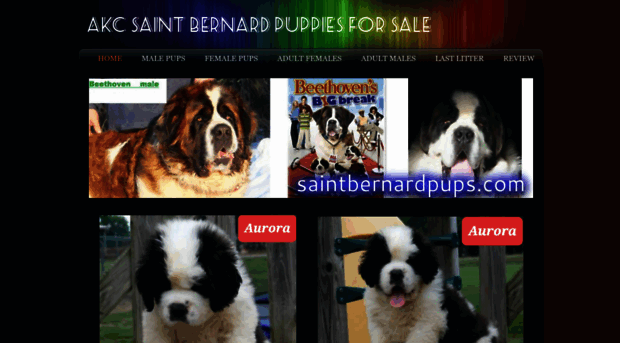 saintbernardpups.com