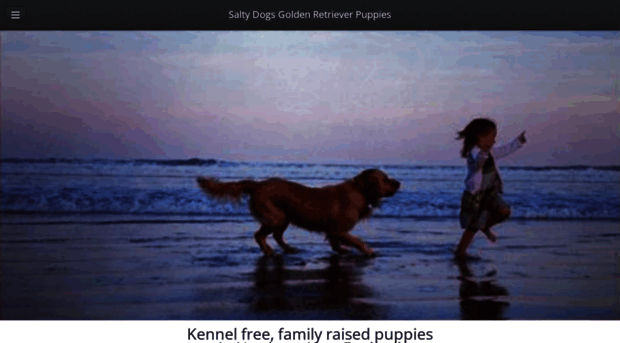 saltydogsgoldens.com