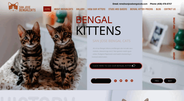 sanjosebengalcats.com