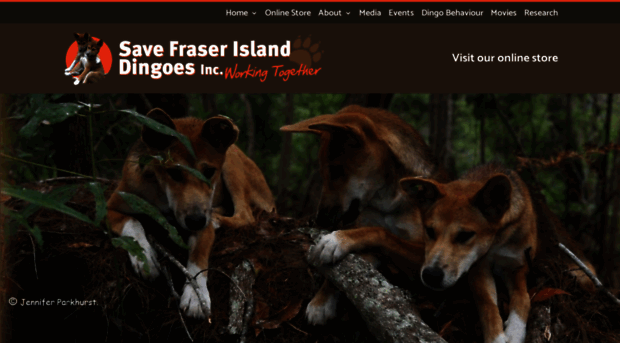 savefraserislanddingoes.com