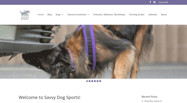 savvydogsports.com