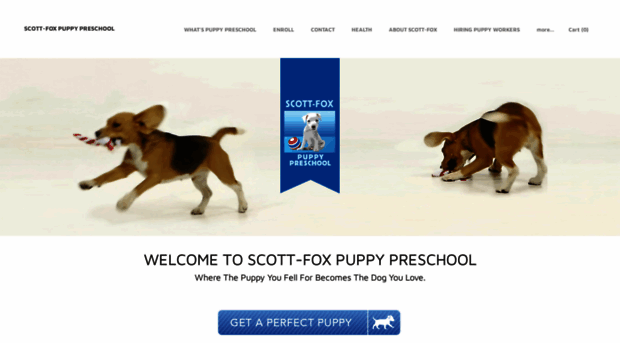 scott-foxpuppypreschool.com