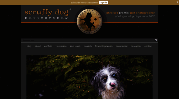 scruffydogphotography.com