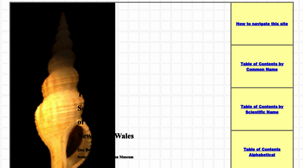 seashellsofnsw.org.au