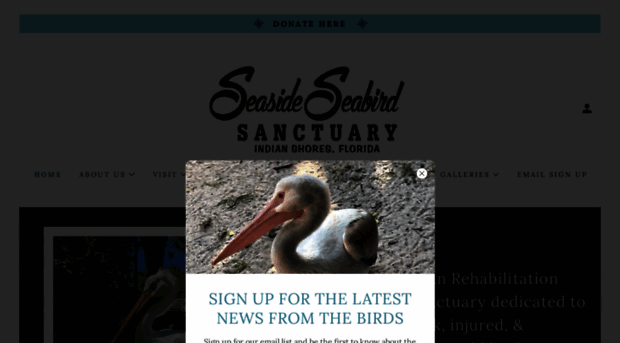 seasideseabirdsanctuary.org