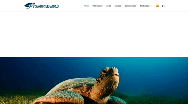 seaturtle-world.com